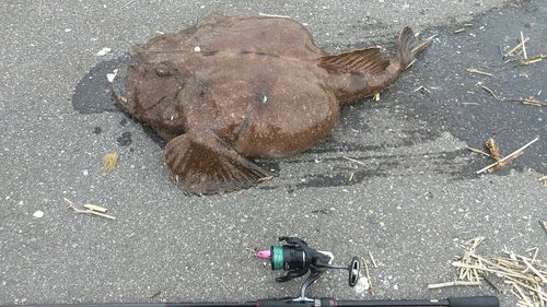 アンコウの釣果