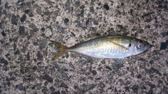 マルアジの釣果
