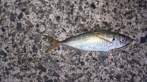 マルアジの釣果
