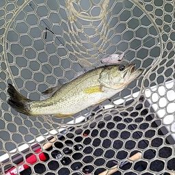 ラージマウスバス