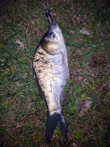 フナの釣果