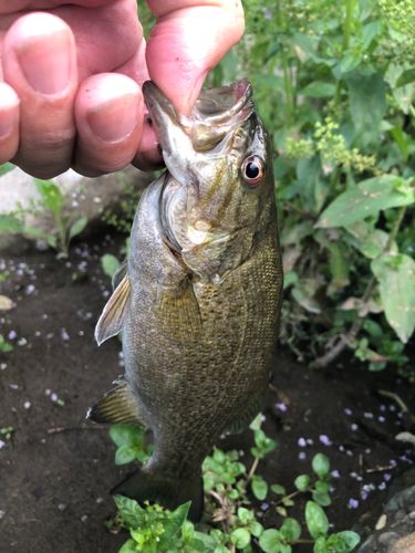 スモールマウスバスの釣果