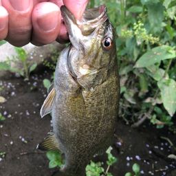 スモールマウスバス