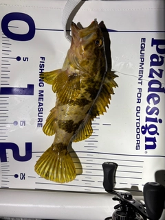 タケノコメバルの釣果