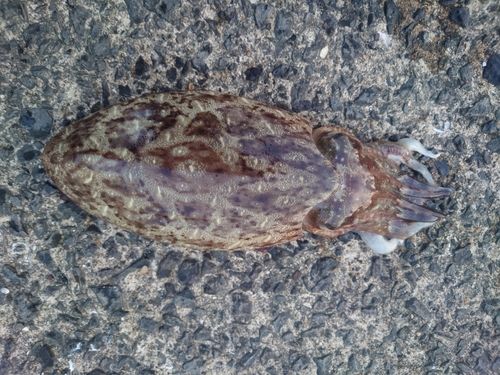 コウイカの釣果