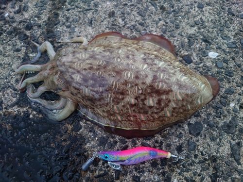 コウイカの釣果