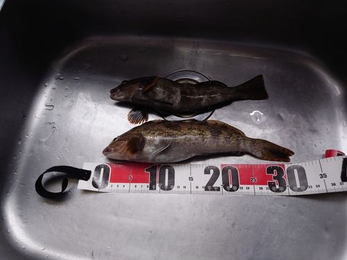 アイナメの釣果