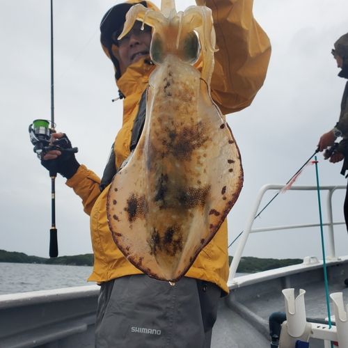 アオリイカの釣果