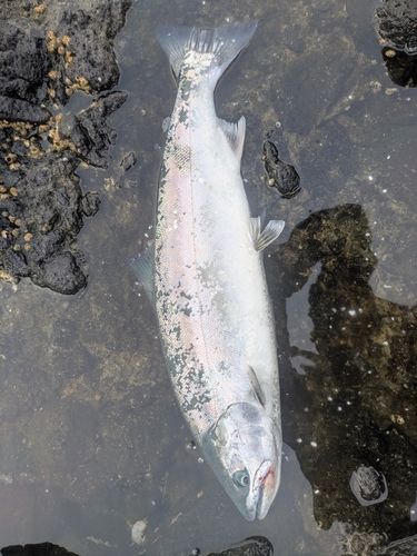 サクラマスの釣果