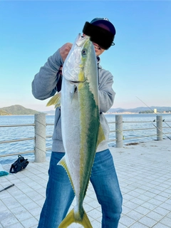 ブリの釣果