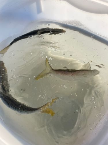 コノシロの釣果