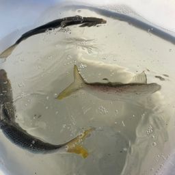 コノシロ