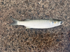 ボラの釣果