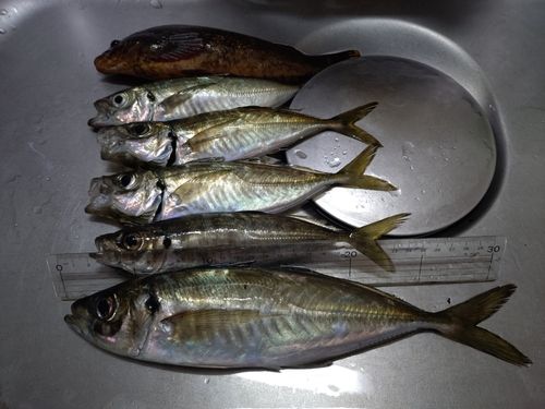 アジの釣果