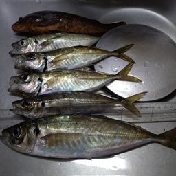 アジ
