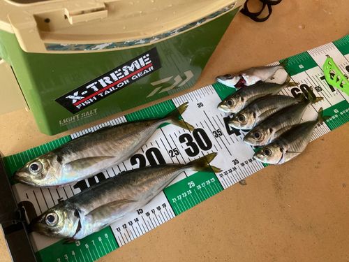 アジの釣果