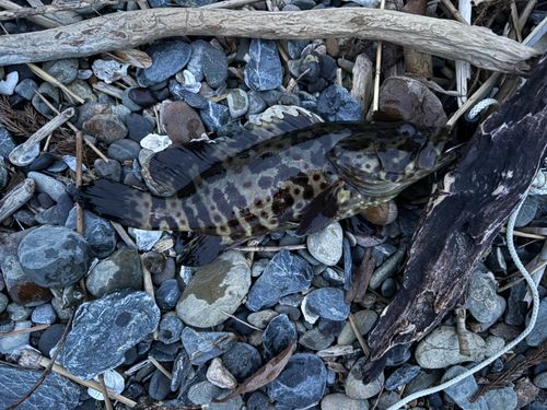 チャイロマルハタの釣果