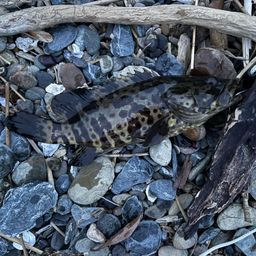 チャイロマルハタ