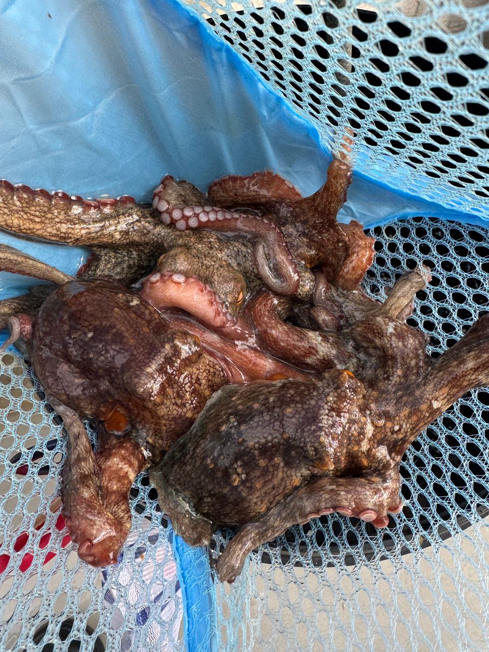 わんこわんさんの釣果 2枚目の画像