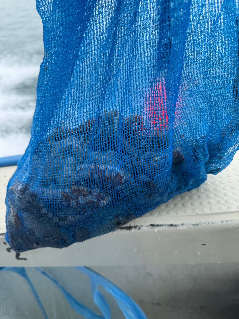 わんこわんさんの釣果 3枚目の画像