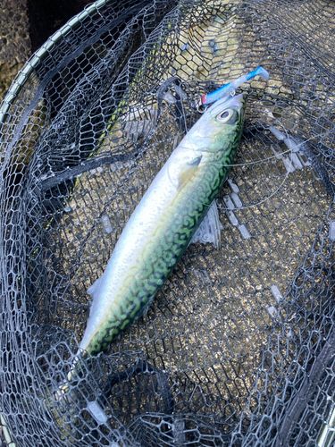 サバの釣果