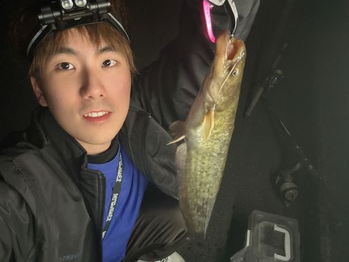 ナマズの釣果