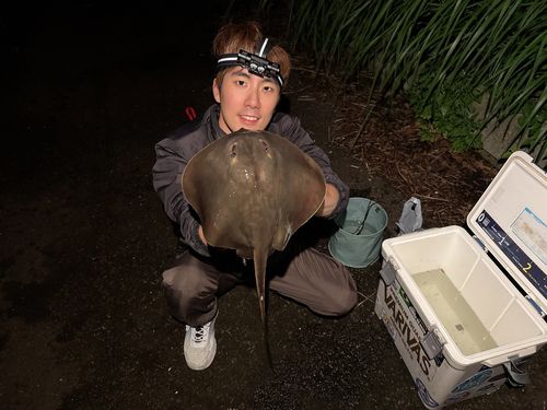 アカエイの釣果