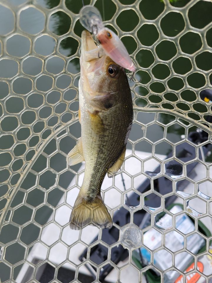 ラージマウスバス