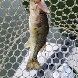 ラージマウスバス