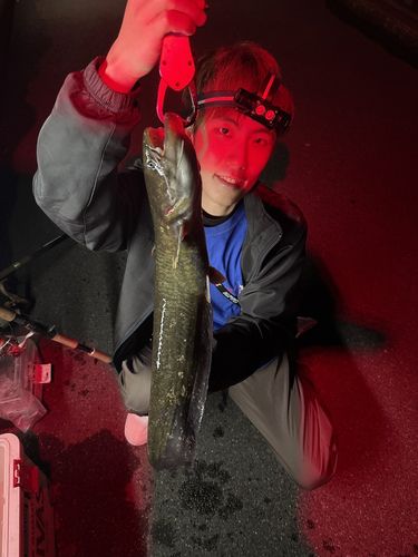 ナマズの釣果