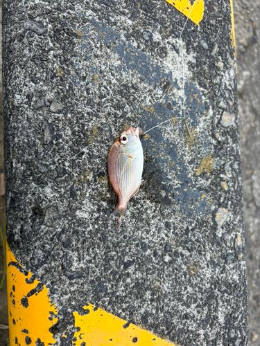 チャリコの釣果