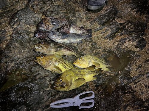 シマソイの釣果