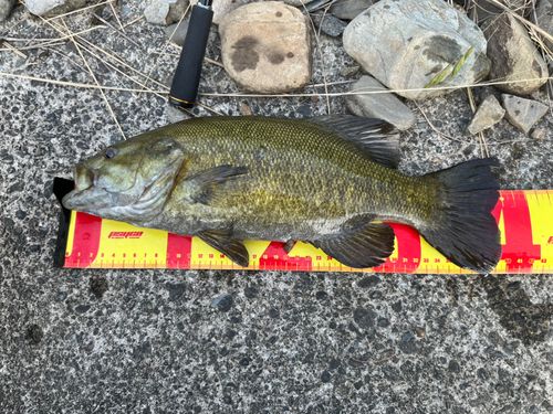スモールマウスバスの釣果