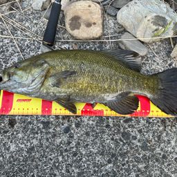 スモールマウスバス