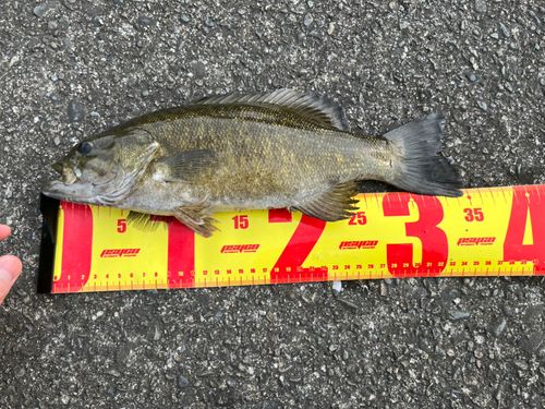 スモールマウスバスの釣果
