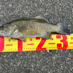 スモールマウスバス