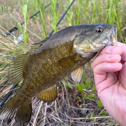 スモールマウスバス