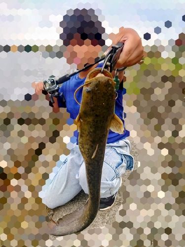 ナマズの釣果
