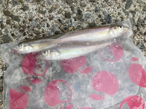 シロギスの釣果