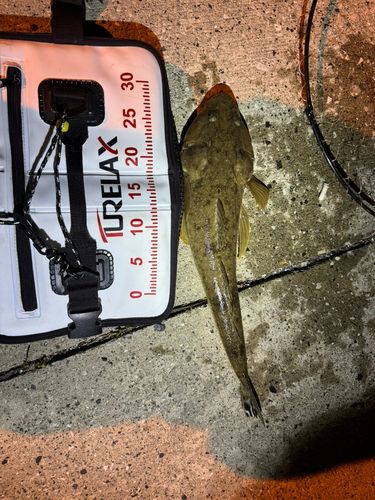マゴチの釣果