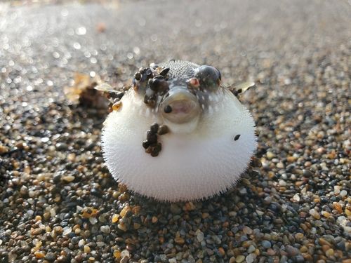 クサフグの釣果