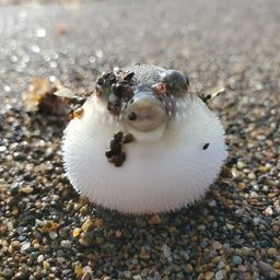 クサフグ
