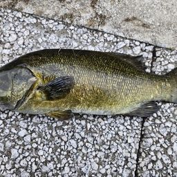 スモールマウスバス