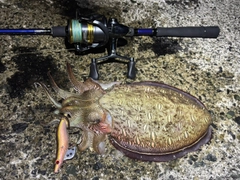 モンゴウイカの釣果