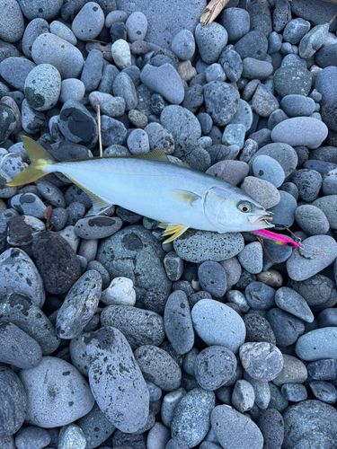 ワカシの釣果