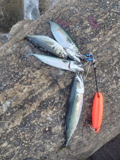 サバの釣果