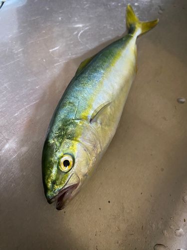 ワカシの釣果