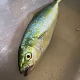 ワカシ