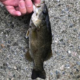 スモールマウスバス