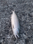 サクラマスの釣果
